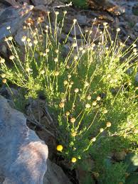 Image result for Pentzia incana