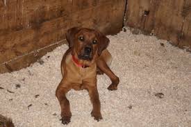 In fact, they've consistently made akc's top 10 most popular dog breeds list. View Ad Boerboel Rottweiler Mix Puppy For Sale Near Ohio Fredericksbg Usa Adn 108510