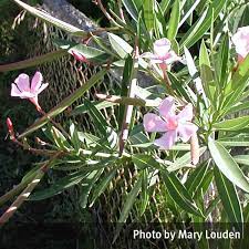 Oleandrin, a highly poisonous extract from the oleander plant, can cause gastrointestinal, cardiac, and central nervous system symptoms leading to death. Pink Oleander Nerium Oleander Queensland Poisons Information Centre