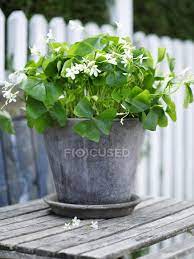 Con la pianta giusta porti nella tua casa freschezza, vivacità e una fragranza naturale. Pianta Da Giardino Con Fiori Bianchi In Vaso Di Latta Bellezza Nella Natura All Aperto Stock Photo 166056180