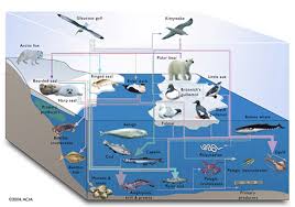 A comparison of arctic vs antarctic cruises. The Arctic Antarctic Marinebio Conservation Society