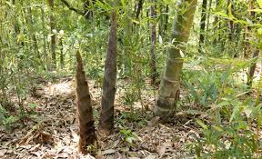 Weave the length of bamboo through the stakes by passing it alternatively behind and in front of each stake. 3 Ways Of Propagating Bamboo And One Is Pretty Easy Bambu Batu