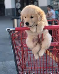 Which is the best picture of a baby puppy? Of Acts Art On Twitter Cute Baby Animals Cute Baby Dogs Puppies
