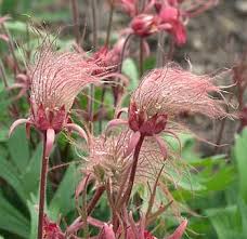 See which beautiful blooms made our list. Geum Triflorum Prairie Smoke Plants Flowers Flower Seeds