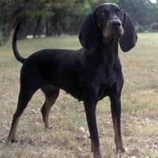 Black And Tan Beagle Coonhound Mix Black And Tan Coonhound Photo Black And Tan Coonhound Dog Breeds Dog Com Coonhound Dog Breeds Beagle Puppy