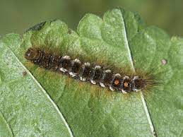 As with most common names, the application of the word is arbitrary, since the larvae of sawflies are commonly called caterpillars as well. Brown Tail