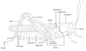 Illustration about line drawing of a grasshopper/insect. Mesothorax Liberal Dictionary
