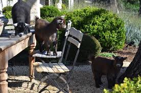 'on investigation, it was found that a relative of the owner of the property was advertising for waste to be dropped off at the address, for him to dispose of. Velvet Linen Gardens