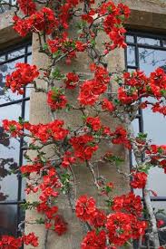 Browse our collection of flowering quince for the auburn, citrus heights, elk grove. Rgbstock Com Free Stock Photos Rgbstock Free Stock Images Chaenomeles Flowers Chaenomeles Japanese Plants Flowering Quince