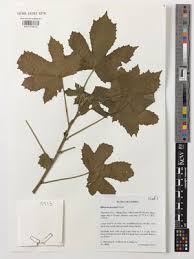 Image result for Hibiscus nigricaulis