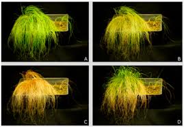 Image result for Eragrostis nindensis