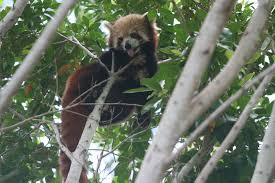 We did not find results for: Red Panda Encyclopedia Of Life