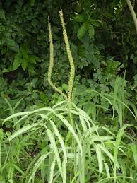 Image result for Uraria picta