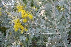 Image result for Acacia podalyriifolia