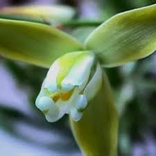 Image result for Dialium schlechteri