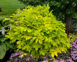 Check spelling or type a new query. Sun King Golden Japanese Spikenard Aralia Cordata Proven Winners