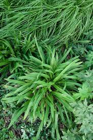 Image result for Lepidagathis plantaginea