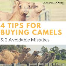 When setting up a test on a skeleton implementation, camel invoked createproducer() on the endpoint and process() on the producer object. 4 Tips For Buying Camels And 2 Biggest Mistakes Camel Connection