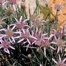 Image result for Dicoma