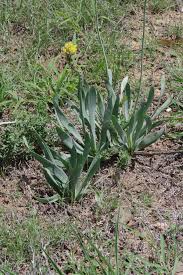 Image result for Bulbine narcissifolia