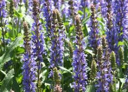 Salvia Nemorosa Blauhugel Steppen Salbei Mit Stauden Gestalten Insektenfreundlicher Garten Hummel Nahrpflanzen Nektarsp Pflanzen Stauden Salbei