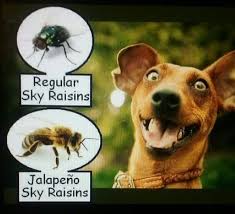 Regular Sky Raisins Jalapeno Sky Raisins Funny Animal Pictures Animal Memes Funny Memes