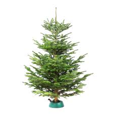 99 lei freza de zapada ruris expert 540 1599. Dedeman Brad Natural Pentru Craciun Taiat H 175 250 Cm Dedicat Planurilor Tale