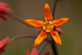 Image result for Stathmostelma pauciflorum