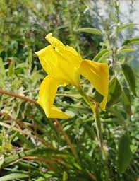 Image result for Moraea spathulata