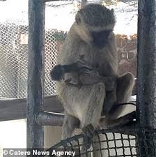This monkey game online is an interesting game and easy to play, it is pure fun and entertainment for children. Tragic Video Shows Monkey Carrying And Grooming Her Dead Offspring 10 Days After It Was Stillborn Daily Mail Online