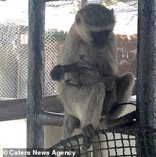 Monkey exists to build communities. Tragic Video Shows Monkey Carrying And Grooming Her Dead Offspring 10 Days After It Was Stillborn Daily Mail Online