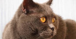 Inability to urinate or only passing small. What You Need To Know About Kidney Stones In Cats