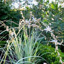 Image result for Chlorophytum galpinii
