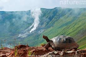 Image result for Isoglossa vulcanicola