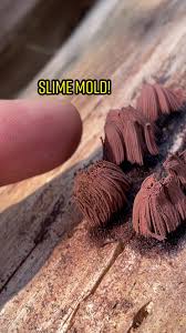 Image result for Stemonitis splendens