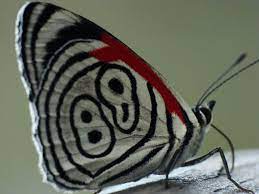 Pin En Medioambiente Org