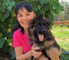German shepherd dogs for sale in california. German Shepherd Dogs For Sale In California German Shepherd Breeder In Placerville Ca