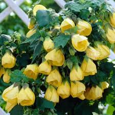 Image result for Abutilon