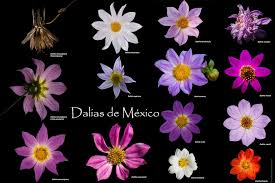 Image result for Dahlia excelsa