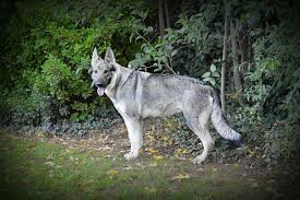 Maybe you would like to learn more about one of these? Silver Sable German Shepherd Www Bellevuegsd Com Dog Training Dog Training Obedience Easiest Dogs To Train