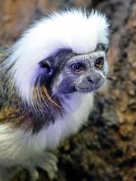 We did not find results for: A Complete List Of All Types Of Monkeys You Wouldn T Want To Miss Animal Sake