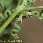 Image result for Trigonella anguina