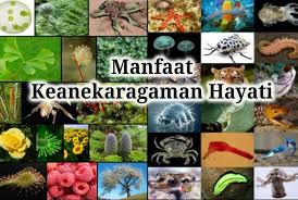 Padahal, untuk spesies baru katak, micryletta sumatrana itu sendiri, habitat alaminya adalah hutan primer dan sekunder yang. Manfaat Keanekaragaman Hayati Pengertian Macam Tingkatan