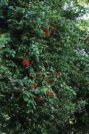 Image result for Agelaea pentagyna