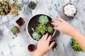 Finding the best soil for succulents is the most important thing you can do to set your plant up for success. How To Make An Easy Succulent Container Garden
