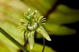 Image result for Rhynchosia holosericea