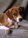 Jack A Bee : Mix of Beagle and Jack Russel Terrier