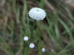 Image result for Eriocaulon bongense