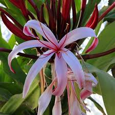 Image result for Crinum harmsii