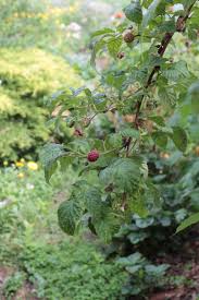 Wenn du dir diese kindheitserinnerung. Home Is Wo Die Himbeeren Sind Garten Fraulein Der Garten Blog